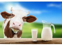 Κτηνοτροφικά Υποκατάστατα Γάλακτος